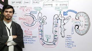 functioning of kidney  Structure and function of nephron  ch11  lec4  Class 10 biology [upl. by Ainezey130]