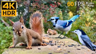 Cat TV for Cats to Watch 😺 Unlimited Birds Chipmunks Squirrels 🐿 8 Hours 4K HDR 60FPS [upl. by Esyli]