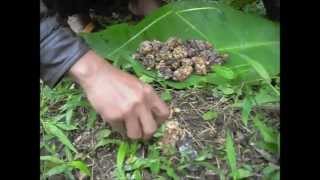 Authentic Wild Kopi Luwak Civet Coffee Process  JPW Coffee [upl. by Idroj]