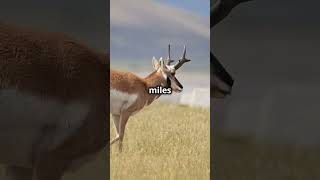 Witness the Speed and Grace of Antelope savannah antelopes [upl. by Cartwell]