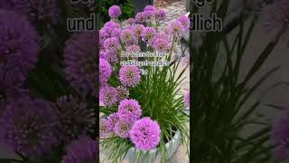 Zierlauch Millenium garden gardening garten homeandgarden gardendesign mygardentoday plants [upl. by Joost]