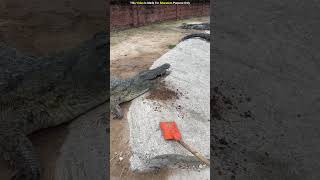 Why is this man feeding mud to the crocodile 😱 shorts ytshorts [upl. by Anaig]