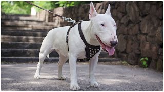 Ultimate Funny And Cute Bull Terrier Dogs Videos  Best Funny Dog Vines 44 [upl. by Steady302]