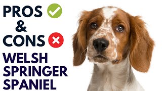 Welsh Springer Spaniel Dog Pros and Cons  Welsh Springer Spaniel Advantages and Disadvantages [upl. by Klein]