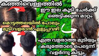 കഞ്ഞിവെള്ളത്തിന്റെ കൂടെ ഈ ഇല കൂടി ചേർക്ക് ദിവസങ്ങൾക്കുള്ളിൽ കഷണ്ടിയിൽ പോലും മുടി വളരും hairgrowth [upl. by Quirk]