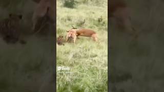 Antelope fight with each other antelopes antelope animals shorts wildlife [upl. by Tiossem278]