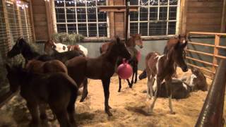 A visit to Last Chance Corral foal rescue [upl. by Coben]