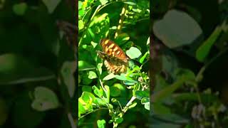 🦋 Lemon pansy butterfly flying off at 100x slow mo [upl. by Odraboel35]