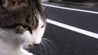 最強に人懐こい野良猫を膝に乗せてみた The friendliest stray cat epsode2 [upl. by Antonino720]