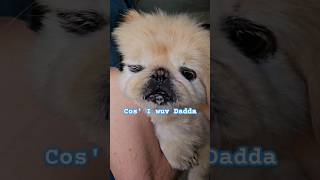 Baby Pekingese enjoys being carried secretly 🐶 pekingese shorts cutepuppy [upl. by Yklam]