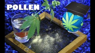 Cannabis Pollen – How To Collect Store and Pollinate Females By A Male  Pollination 101 [upl. by Adnolat]