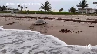 Rare moment on video Endangered Kemp’s Ridley sea turtle nests near Delray Beach [upl. by Sirtaeb]