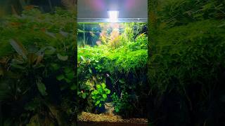 Dragon stone cave  nano aquarium is 1 year old [upl. by Butterworth88]