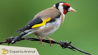 Jilguero campero Carduelis carduelis  Canto características y curiosidades [upl. by Gessner919]