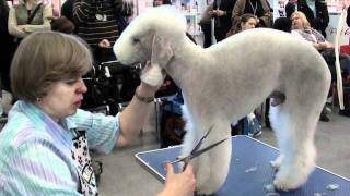 Bedlington terrier grooming [upl. by Akemahs]