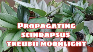 How to Propagate Scindapsus Treubii Moonlight [upl. by Yelrihs]