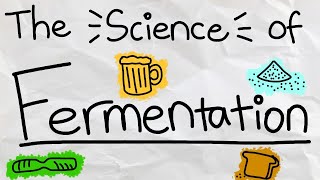 What is Fermentation and How Does it Work [upl. by Beaulieu154]