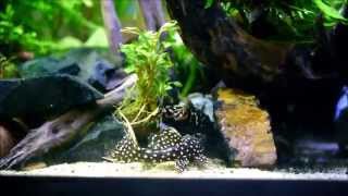 Updated Pleco planted tank Feb 2014 [upl. by Auqined914]