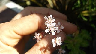 My Saxifraga x urbium  London Pride Succulent Plant in beautiful bloom [upl. by Keely510]