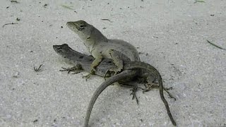 CAUGHT TWO LIZARDS MATING [upl. by Khalin547]