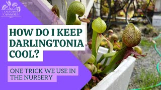 An Easy Way to Grow Tricky Darlingtonia [upl. by Trask]