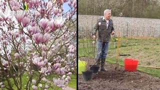 Comment planter et entretenir un magnolia   Truffaut [upl. by Yecaj]