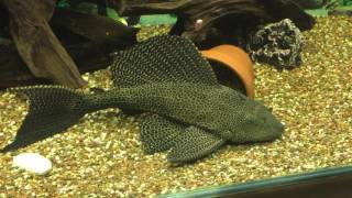 Leopard Sailfin Pleco monster [upl. by Ahsemal]