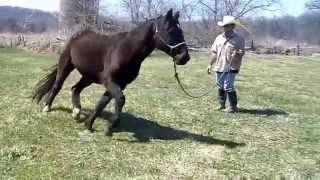 Stringhalt in Horses  Irongate Equine Clinic  WI [upl. by Solomon]