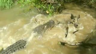 Crocodile attacks and Eats pig Alive  Crocodile attacks pig in Pound [upl. by Padraic]