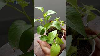 Rescue Plants  Pothos  Pothos Plant Care [upl. by Aidnahs468]