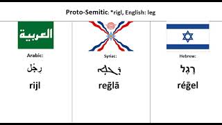 Semitic Languages  Word Comparison [upl. by Annij]