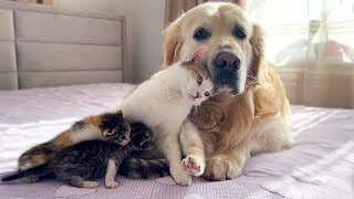 Mom Cat Shows Baby Kittens that Golden Retriever is Safe for Them [upl. by Other]