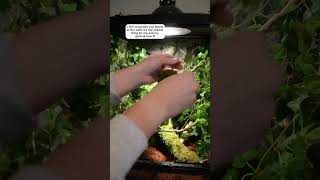 How to setup a crested gecko tank crestedgecko gecko reptile crestedgeckos [upl. by Imrots889]