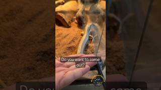 Rejected by the Schneider’s Skink 🤣 lizard funny reptiles pets lol animals rejection [upl. by Orianna171]