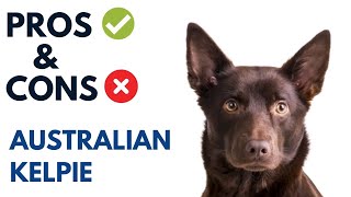 Australian Kelpie Pros and Cons  Kelpie Dog Advantages and Disadvantages [upl. by Gunn]