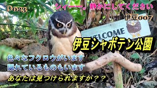 D023。伊豆シャボテン公園。可愛いフクロウたちの動画です。隠れているフクロウがいます。探してみてください。 [upl. by Pliner]