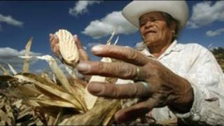 NAFTA  US Farm Subsidies Devastates Mexican Agriculture [upl. by Hoisch]