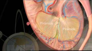 Anatomia Sistema Urinario  Urinary System Anatomy [upl. by Eetse862]