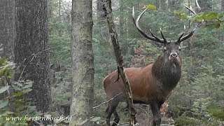 Close encounters red deer Hertenbronst Veluwe [upl. by Levine]