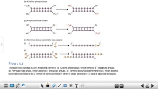 Alkaline Phosphatase  Polynucleotide Kinase  Reverse Transcriptase Terminal Transferase BET JRF✅ [upl. by Ynnub542]