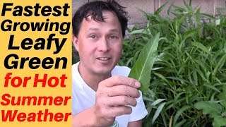 Fastest Growing Leafy Green Vegetable for Hot Weather Water Spinach [upl. by Remde461]