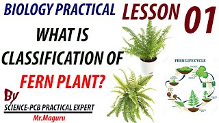 WHAT IS CLASSIFICATION OF FERN PLANT LESSON SERIES ONE [upl. by Dierolf311]