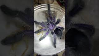 エクアドリアンパープルピンクトゥー Avicularia purpurea [upl. by Melisent]