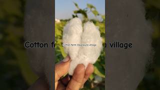 Cotton farm Dayalpura village 🌿 viralvideo cotton farming farm [upl. by Sutsugua]