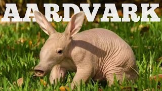 Aardvark The Groundhog  Marvelous Animals Facts [upl. by Mad]