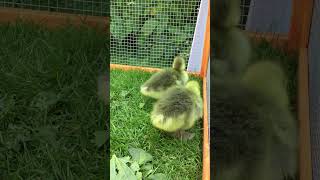 Adorable Day Old Gosling First Day Outside  Baby Goose Peep Sounds So Cute goose shorts [upl. by Whalen]