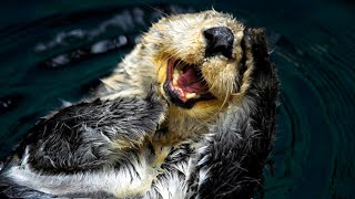 Watch  Sea Otters Have Pockets  Oceana Canada [upl. by Gombosi]