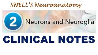 Chp2 CLINICAL NOTES  Neurons and Neuroglia  Snells NeuroAnatomy [upl. by Nlyak]