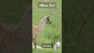 3 Alpaca Facts  Discovering Alpacas South American Treasures [upl. by Kass543]