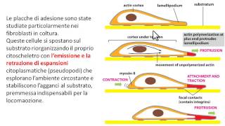 Giunzioni aderenti placche di adesione [upl. by Landing]